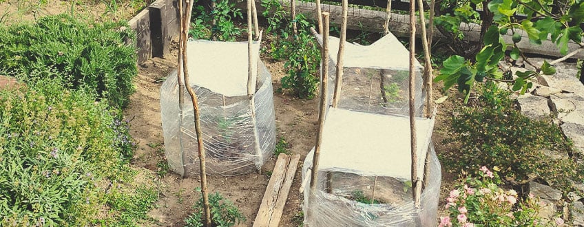 Escolha o Melhor Local para o Cultivo da sua Canábis no exterior