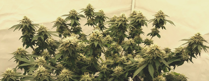 Pineapple Kush Pineapple Kush