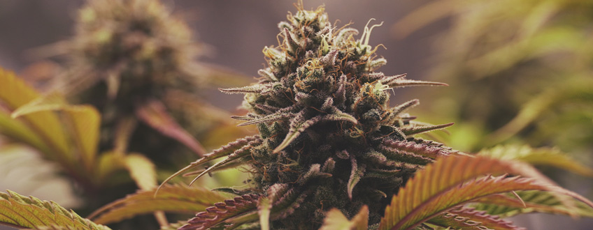 The Best Discount Cannabis Seeds From Royal Queen Seeds