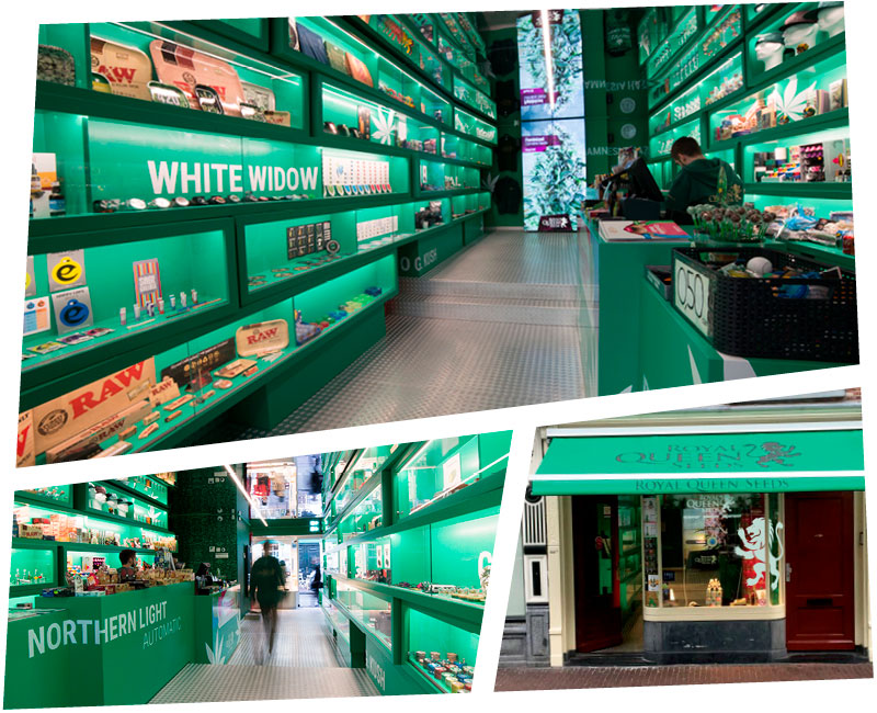 Royal Queen Seeds Store Royal Queen Seeds Store