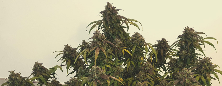 Royal Jack Auto Royal Jack Auto