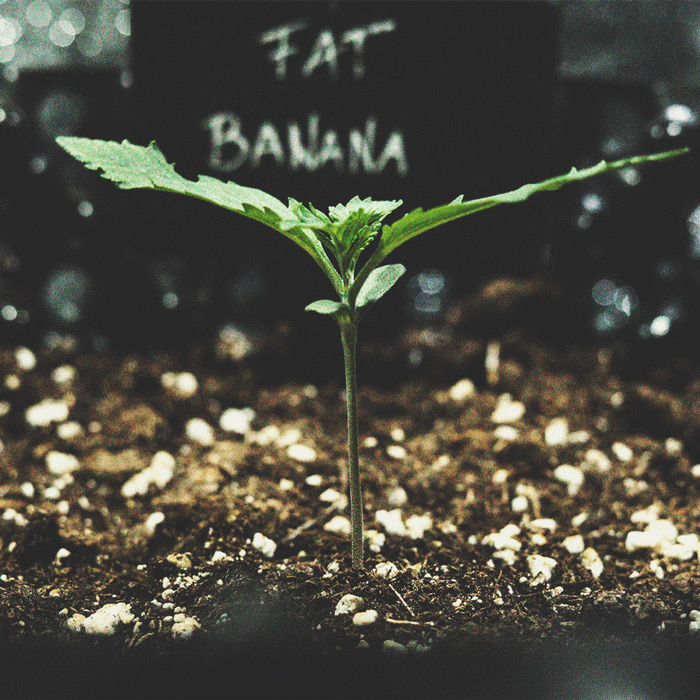 How to Prevent and Fix Stretching in Cannabis Seedlings