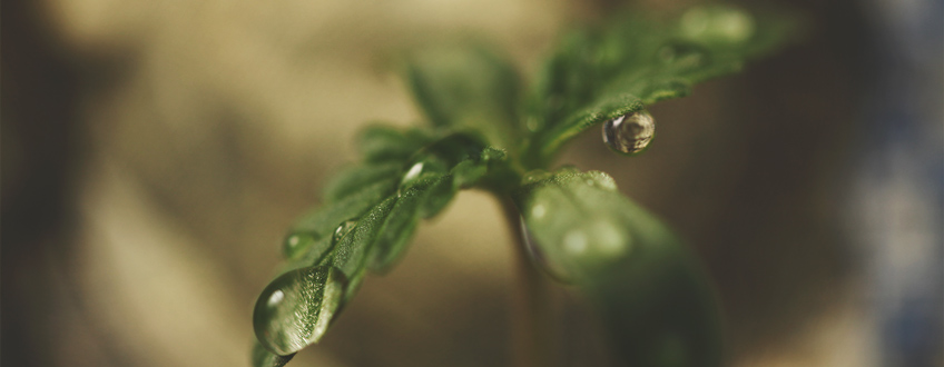 Seedling Water