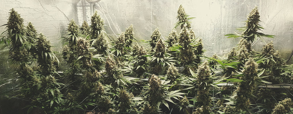 Shining Silver Haze Shining Silver Haze