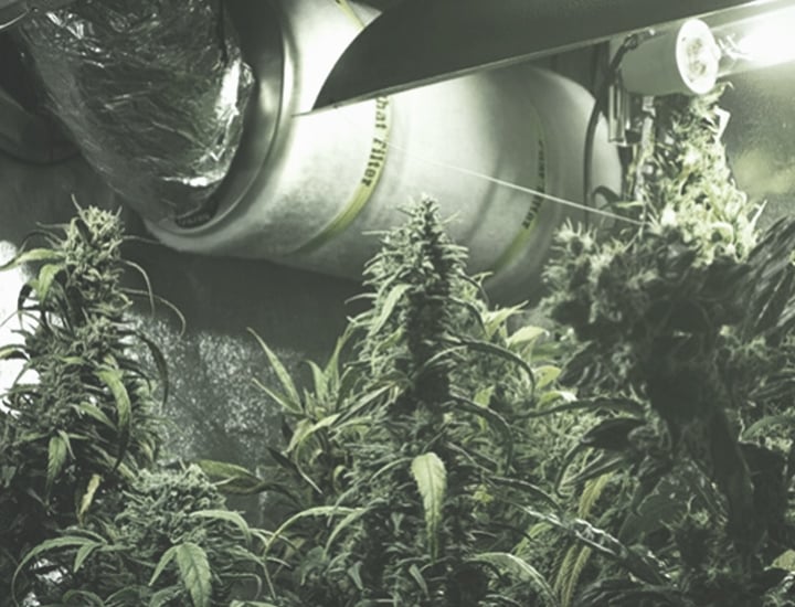 Escolher o melhor local para cultivar canábis dentro de portas Escolher o melhor local para cultivar canábis dentro de portas