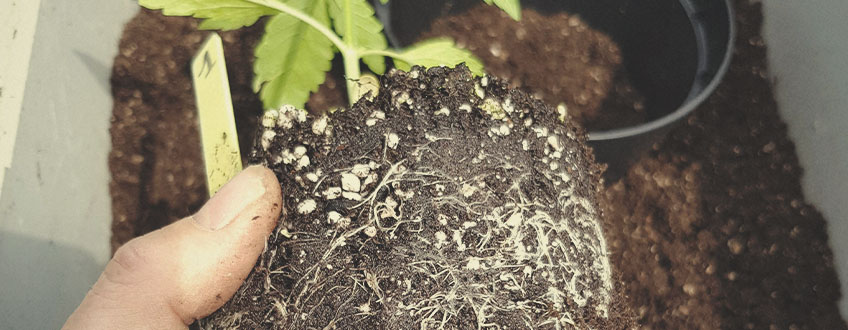 Que tipo de Solo Utilizar Quando Cultiva Canábis ao Ar Livre?