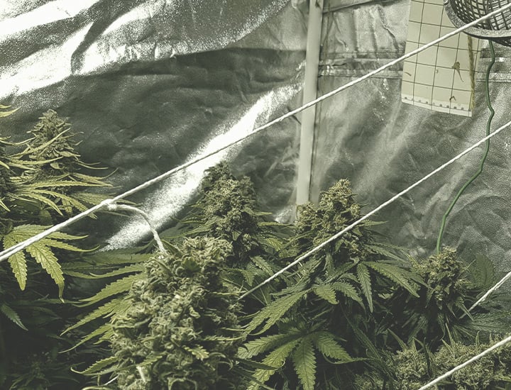 Escolher o melhor local para cultivar canábis dentro de portas Escolher o melhor local para cultivar canábis dentro de portas