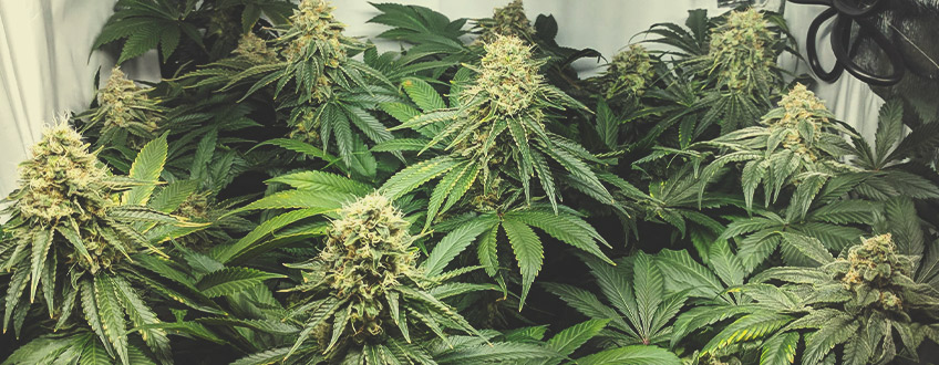 Special Kush 