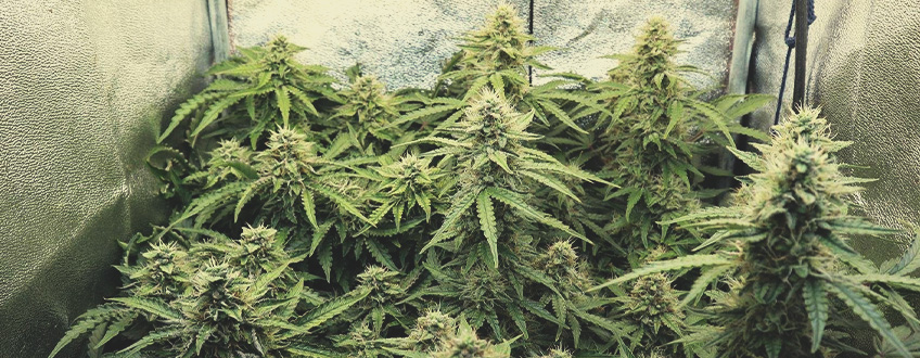 Stress Killer Auto Stress Killer Auto