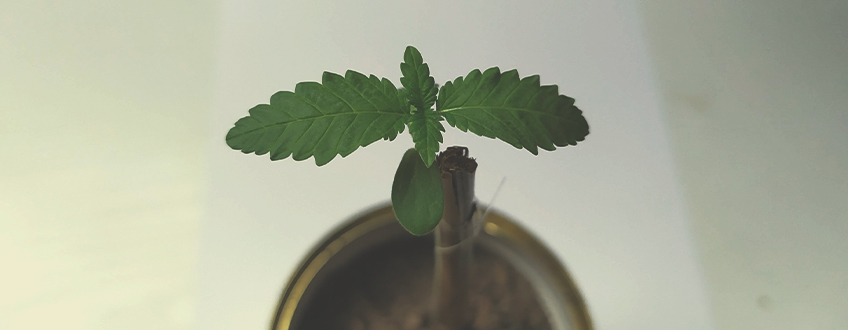 APOIE A ESTRUTURA DA PLANTA APOIE A ESTRUTURA DA PLANTA