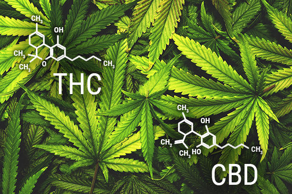 THC and CBD differences
