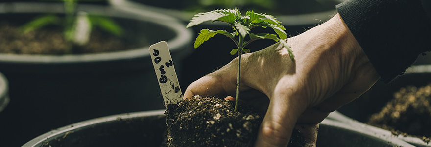 Cannabis grow
