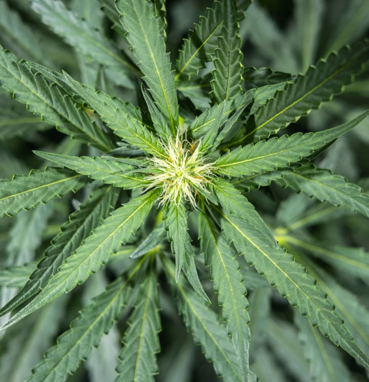 Planta de cannabis North Thunderfuck na semana 5 de floração inicial mostrando novos pistilos brancos a formar-se nos locais de flores e folhas em leque saudáveis sob luz LED