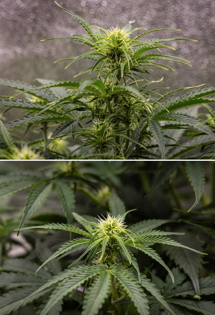 Relatório de cultivo Gaia F1 – Semana 5 crescimento em floração Planta de cannabis Gaia F1 na semana 5 a crescer no solo com um crescimento saudável em floração em interior