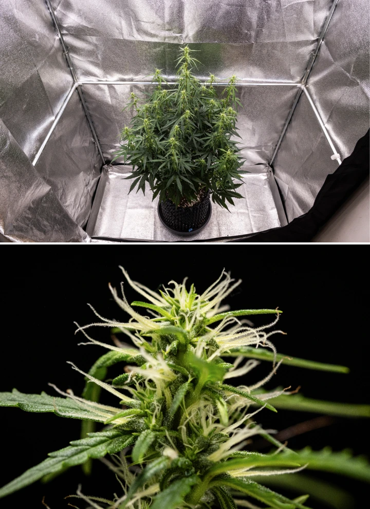 Planta de cannabis GOAT'lato Auto nas semanas 5 e 6 da floração inicial com locais de flores estabelecidos, estiramento controlado e estrutura compacta sob luz LED