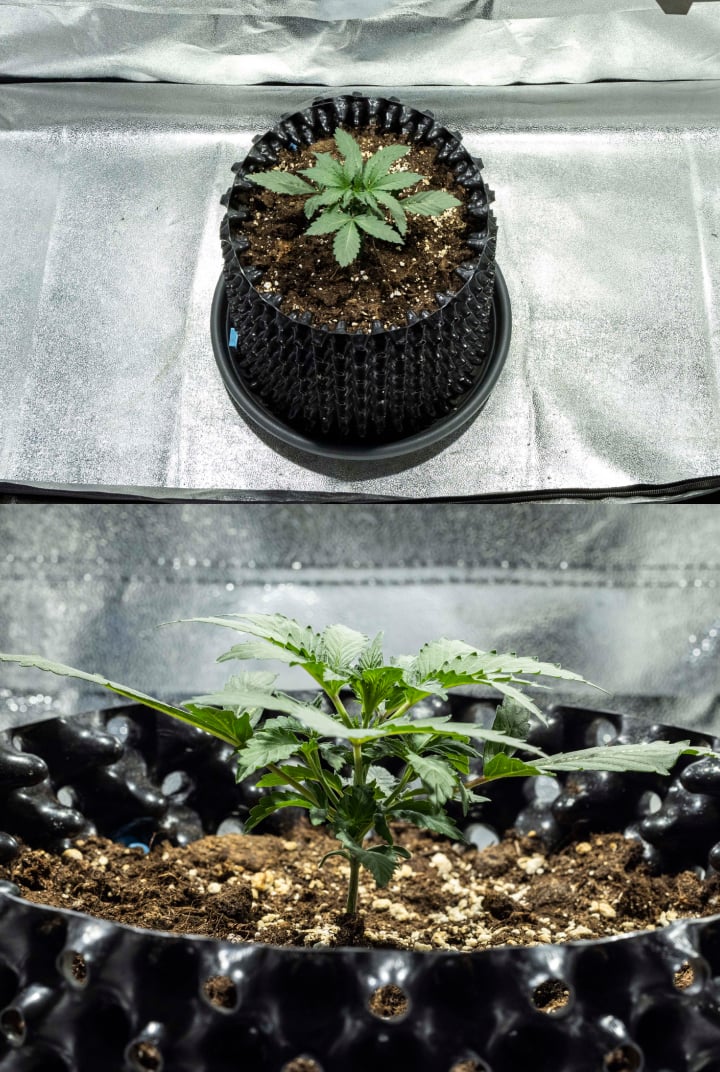 Plântula de cannabis North Thunderfuck na semana 1 mostrando as primeiras folhas verdadeiras e crescimento inicial saudável em solo sob luz LED