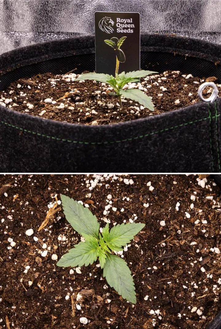 Relatório de cultivo Gaia F1 – Semana 1 Fase de plântula Plântula de canábis Gaia F1 na semana 1 a crescer no solo, com as primeiras folhas verdadeiras a desenvolverem-se e uma estrutura inicial compacta em condições de interior