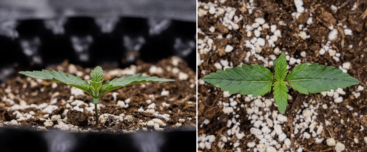 Raport Uprawy GOAT'lato Auto – Tydzień 1 Faza Siewki