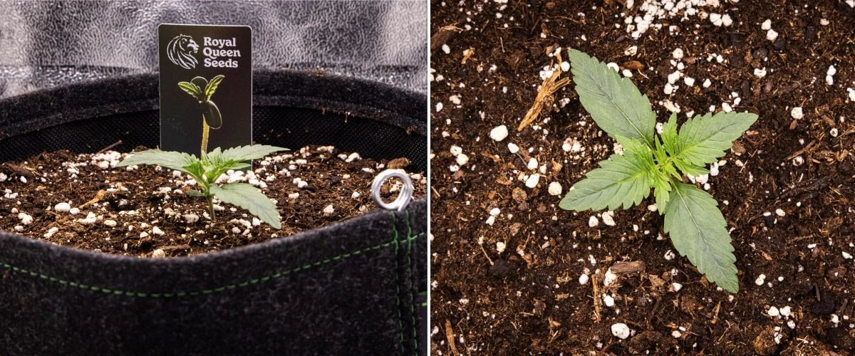 Relatório de cultivo Gaia F1 – Semana 1 Fase de plântula Plântula de canábis Gaia F1 na semana 1 a crescer no solo, com as primeiras folhas verdadeiras a desenvolverem-se e uma estrutura inicial compacta em condições de interior