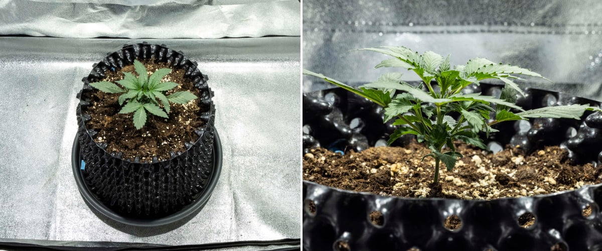 Plântula de cannabis North Thunderfuck na semana 1 mostrando as primeiras folhas verdadeiras e crescimento inicial saudável em solo sob luz LED