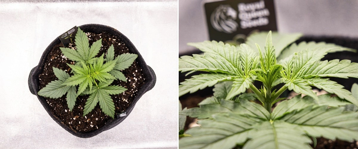 Relatório de cultivo Gaia F1 – Semana 2 crescimento vegetativo inicial Planta de cannabis Gaia F1 na semana 2 a crescer no solo com um crescimento vegetativo inicial saudável em interior