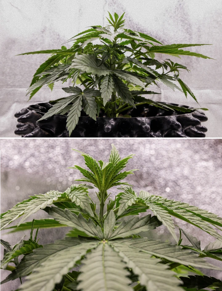 Planta de cannabis GOAT'lato Auto na semana 2 da fase vegetativa inicial, desenvolvendo mais folhas em leque e um sistema radicular forte sob luz LED em BioBizz Light Mix