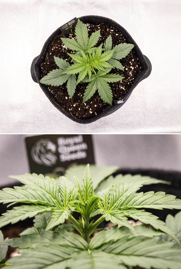 Relatório de cultivo Gaia F1 – Semana 2 crescimento vegetativo inicial Planta de cannabis Gaia F1 na semana 2 a crescer no solo com um crescimento vegetativo inicial saudável em interior