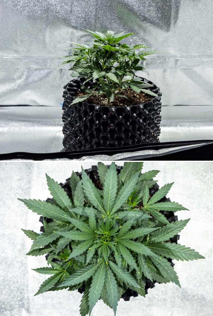 Planta de cannabis North Thunderfuck na semana 2 de crescimento vegetativo inicial desenvolvendo mais folhas em leque e um sistema radicular mais forte no solo sob luz LED