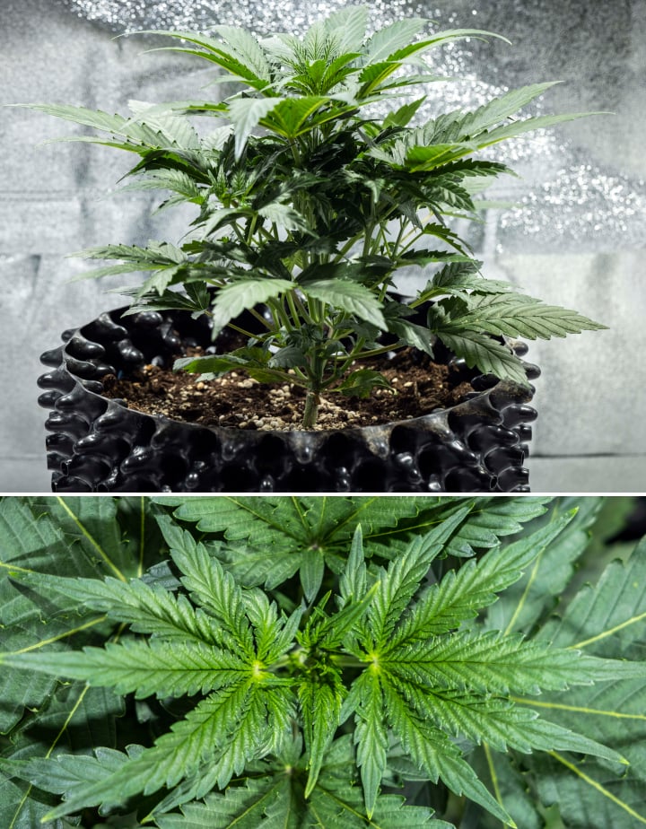 Planta de cannabis North Thunderfuck na semana 3 de crescimento vegetativo com estrutura vigorosa, folhas em leque largas e ramificação saudável no solo sob luz LED
