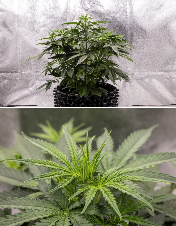 Planta de cannabis GOAT'lato Auto na semana 3 com crescimento vigoroso, folhas em leque mais largas, forte ramificação lateral e primeiras pré-flores sob luz LED