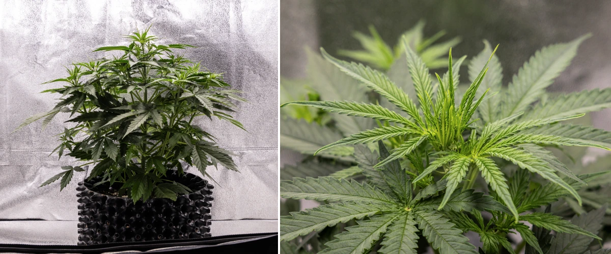 Planta de cannabis GOAT'lato Auto na semana 3 com crescimento vigoroso, folhas em leque mais largas, forte ramificação lateral e primeiras pré-flores sob luz LED