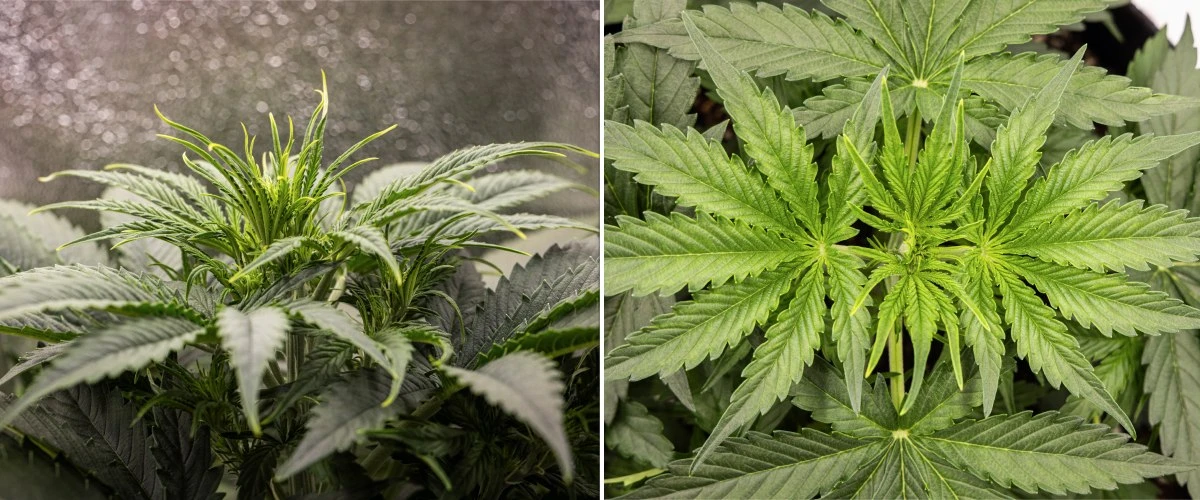 Relatório de cultivo Gaia F1 – Semana 3 crescimento vegetativo Planta de cannabis Gaia F1 na semana 3 a crescer no solo com um crescimento vegetativo saudável em interior