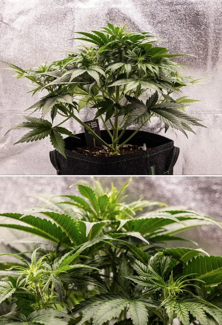 Relatório de cultivo Gaia F1 – Semana 4 início da floração Planta de cannabis Gaia F1 na semana 4 a crescer no solo com um crescimento saudável no início da floração em interior