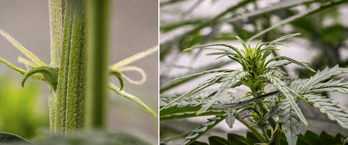 Planta de cannabis GOAT'lato Auto na semana 4 com estiramento evidente, caule principal mais espesso e pistilos em desenvolvimento durante a transição para a floração sob luz LED