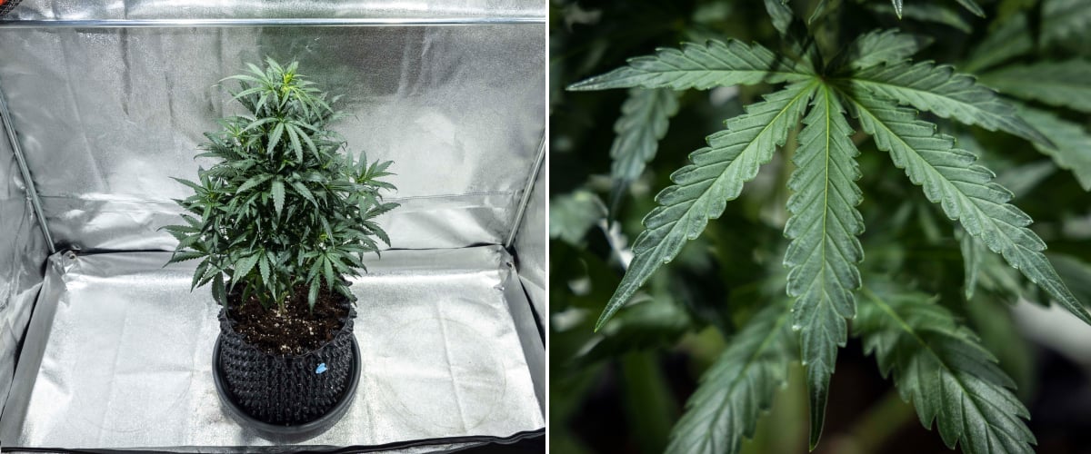 Planta de cannabis North Thunderfuck na semana 4 de crescimento vegetativo mostrando uma copa mais cheia, ramificação forte e folhas em leque saudáveis a desenvolver-se em solo sob luz LED