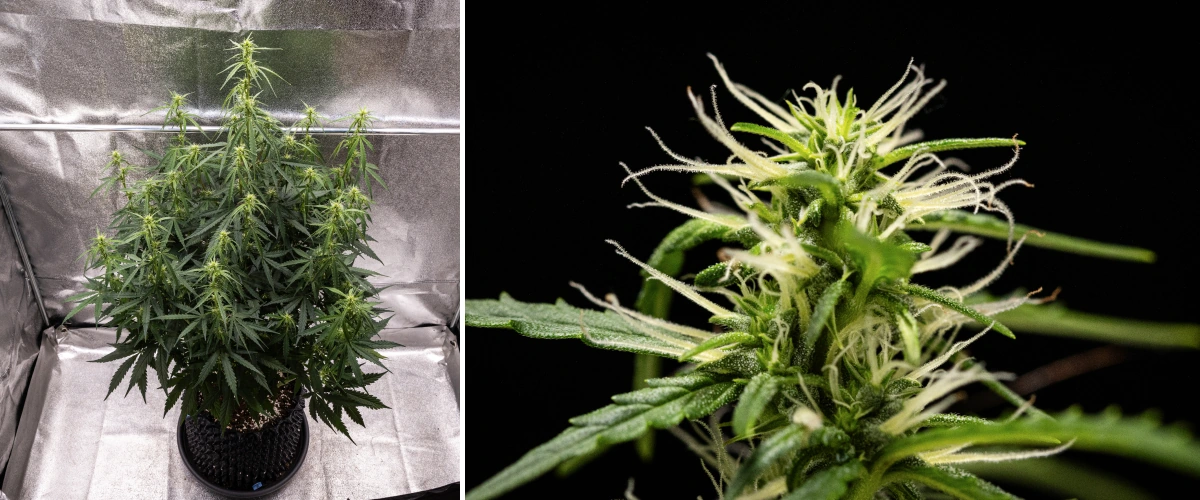 Planta de cannabis GOAT'lato Auto nas semanas 5 e 6 da floração inicial com locais de flores estabelecidos, estiramento controlado e estrutura compacta sob luz LED
