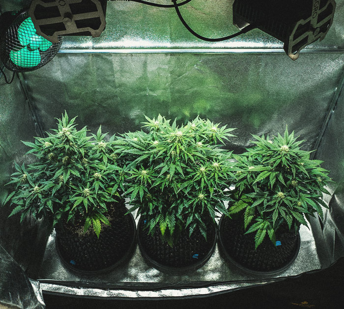 Relatório de Cultivo da Sweet Skunk Automatic