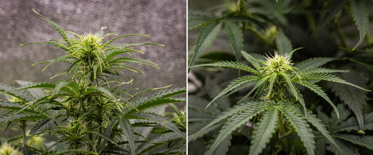 Relatório de cultivo Gaia F1 – Semana 5 crescimento em floração Planta de cannabis Gaia F1 na semana 5 a crescer no solo com um crescimento saudável em floração em interior