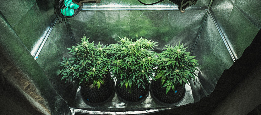 Relatório de Cultivo da Sweet Skunk Automatic