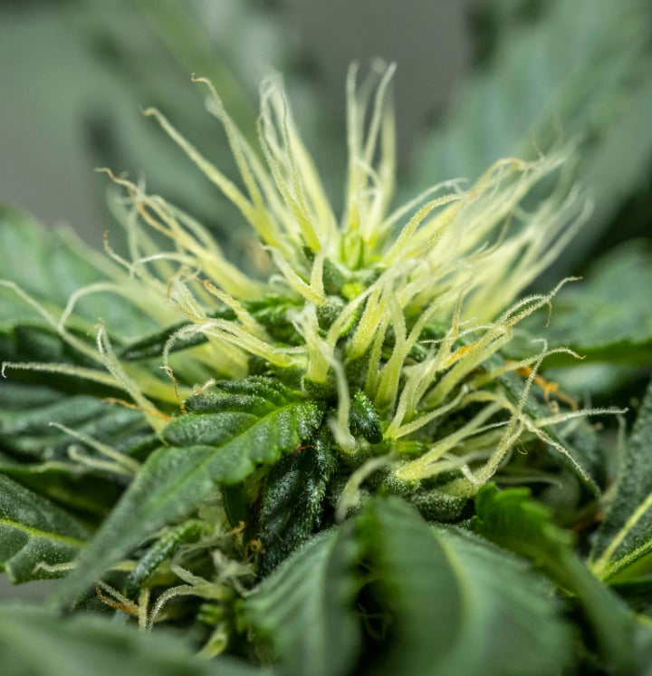 Planta de cannabis North Thunderfuck na semana 6 de floração mostrando estrutura de buds em desenvolvimento, numerosos pistilos brancos e folhas de açúcar saudáveis sob luz LED