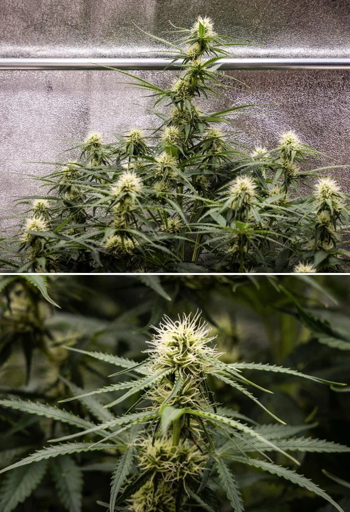 Relatório de cultivo Gaia F1 – Semana 6 meio da floração Planta de cannabis Gaia F1 na semana 6 a crescer no solo com um crescimento saudável a meio da floração em interior