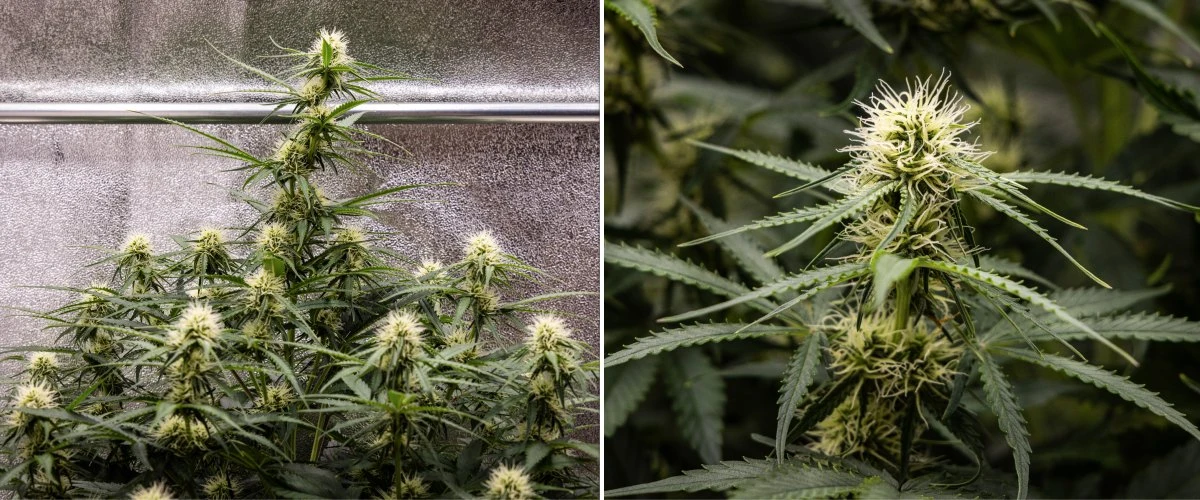 Relatório de cultivo Gaia F1 – Semana 6 meio da floração Planta de cannabis Gaia F1 na semana 6 a crescer no solo com um crescimento saudável a meio da floração em interior