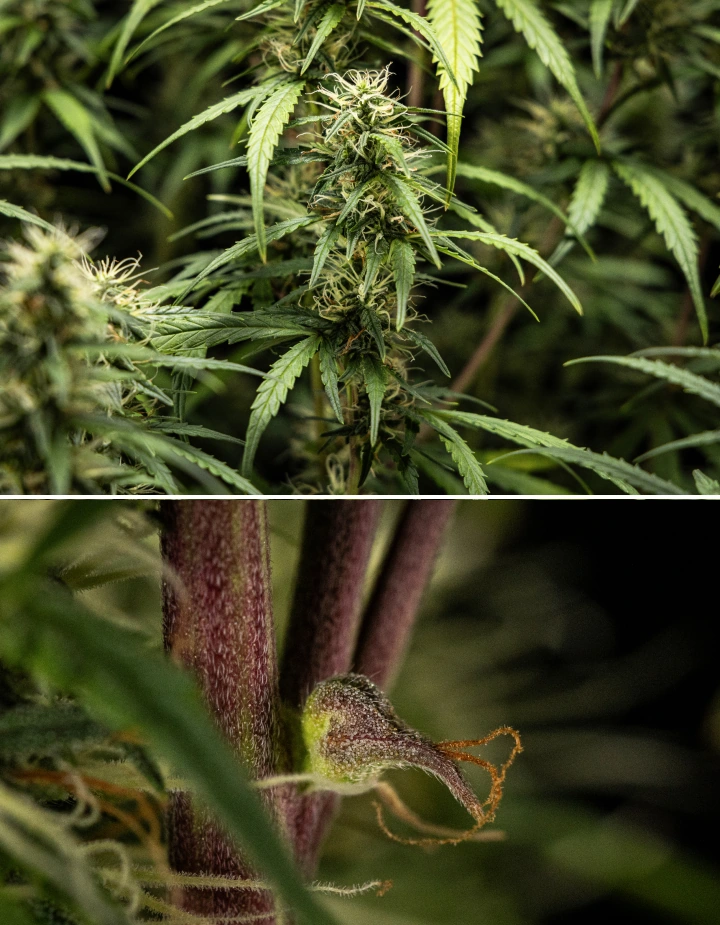 Planta de cannabis GOAT'lato Auto na semana 7 da floração intermédia com colas a inchar, maior produção de resina e flores densas sob luz LED
