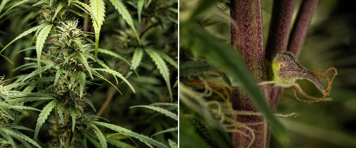 Planta de cannabis GOAT'lato Auto na semana 7 da floração intermédia com colas a inchar, maior produção de resina e flores densas sob luz LED