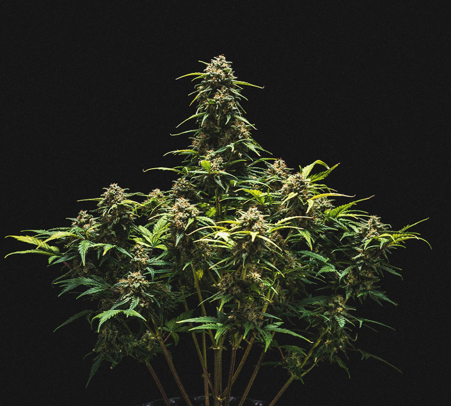 Relatório de Cultivo da Sweet Skunk Automatic