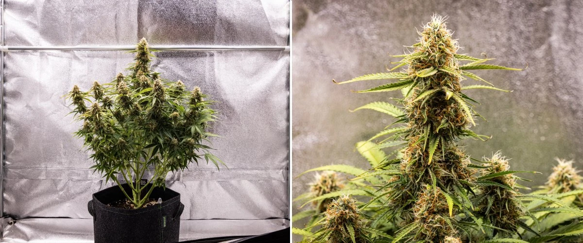 Relatório de cultivo Gaia F1 – Semana 8 maturação das flores Planta de cannabis Gaia F1 na semana 8 a crescer no solo com flores saudáveis em maturação em interior