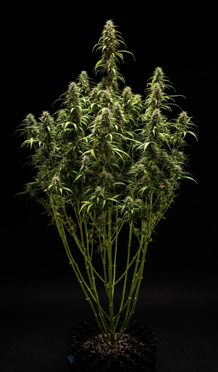 Planta de cannabis GOAT'lato Auto na semana 9 com tricomas predominantemente leitosos e alguns âmbar, flores firmes e aroma intenso antes da colheita