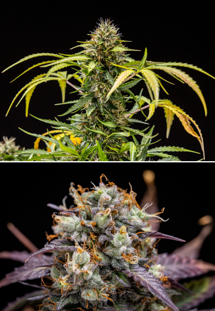 Planta de cannabis North Thunderfuck durante as semanas 9–10 de floração mostrando buds totalmente desenvolvidos, pistilos escurecidos, forte cobertura de resina e sinais de prontidão para colheita sob luz LED