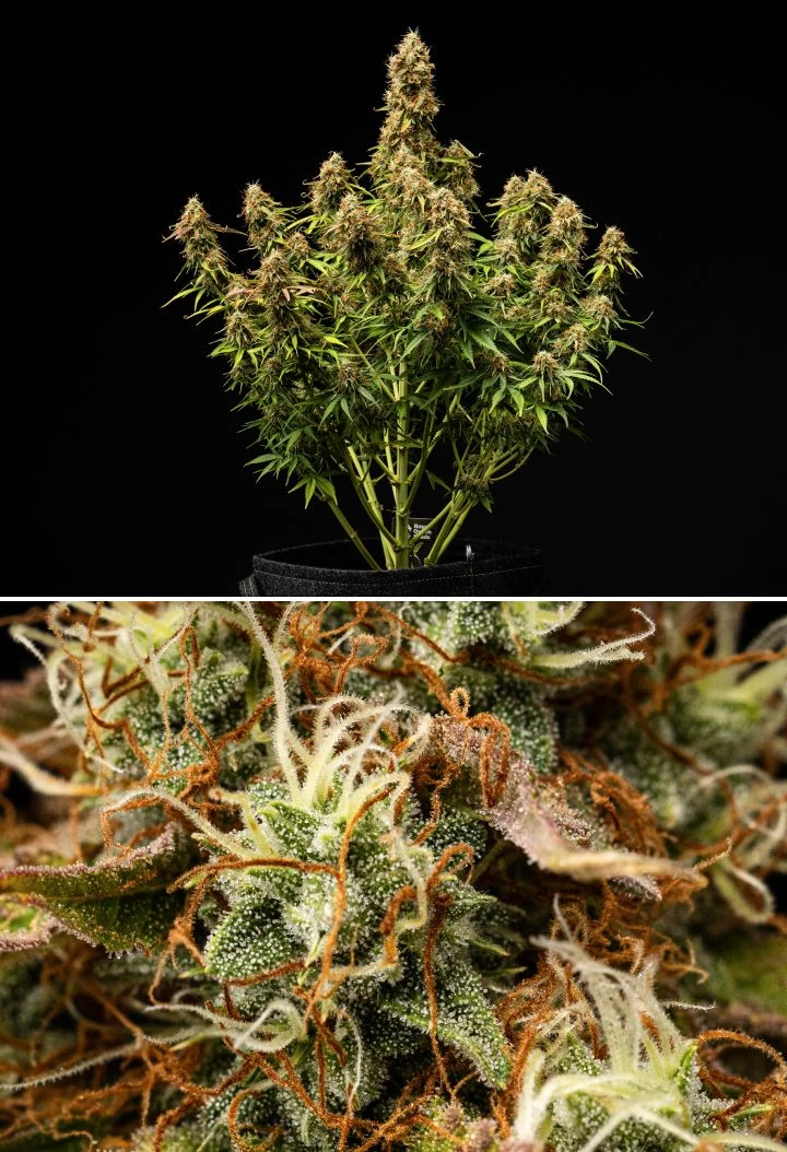Relatório de cultivo Gaia F1 – Semanas 9-10 pronta para a colheita Planta de cannabis Gaia F1 nas semanas 9-10 a crescer no solo com flores maduras prontas para a colheita em interior