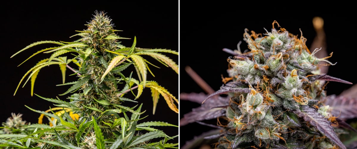 Planta de cannabis North Thunderfuck durante as semanas 9–10 de floração mostrando buds totalmente desenvolvidos, pistilos escurecidos, forte cobertura de resina e sinais de prontidão para colheita sob luz LED